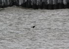 Longtailed Duck (6)