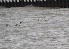 long-tailed Duck (1)