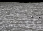 long-tailed Duck (12)