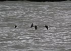 long-tailed Duck (13)
