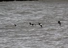 long-tailed Duck (14)