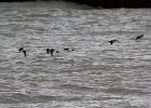 long-tailed Duck (15)