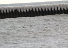 long-tailed Duck (2)