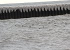 long-tailed Duck (3)