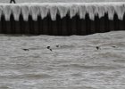 long-tailed duck (16)