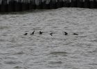 long-tailed duck (17)