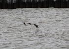 long-tailed duck (18)