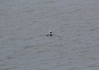 long-tailed duck (31)