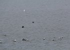 long-tailed duck (32)