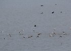 long-tailed duck (33)
