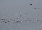 long-tailed duck (34)