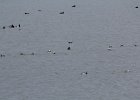 long-tailed duck (36)