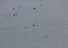 long-tailed duck (37)