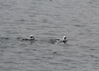 long-tailed duck (38)