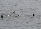 long-tailed duck (39)