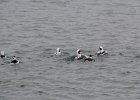 long-tailed duck (40)
