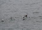 long-tailed duck (41)