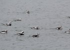 long-tailed duck (42)