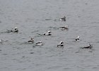 long-tailed duck (43)