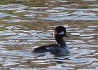 101Bufflehead (12)