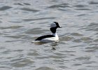 101Bufflehead