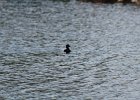 Bufflehead (1)