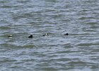 Bufflehead (10)