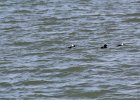 Bufflehead (11)