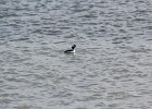 Bufflehead (12)