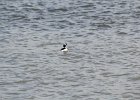 Bufflehead (13)