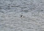 Bufflehead (14)