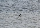 Bufflehead (15)