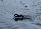 Bufflehead (16)