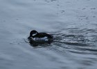 Bufflehead (17)