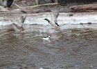 Bufflehead (18)