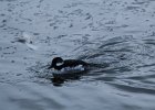 Bufflehead (20)