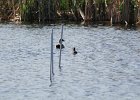 Bufflehead (3)