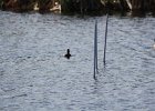 Bufflehead (4)