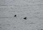 Bufflehead (5)
