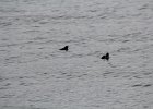 Bufflehead (6)