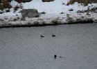 Bufflehead (7)