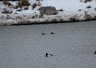 Bufflehead (8)
