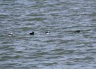 Bufflehead (9)