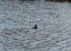 Bufflehead