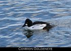 001 - 56 Common Goldeneye
