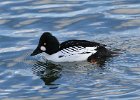 101Common Goldeneye (25)
