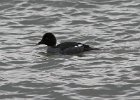 102Common Goldeneye (25)