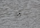 Common Goldeneye (10)