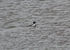 Common Goldeneye (11)