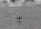 Common Goldeneye (12)